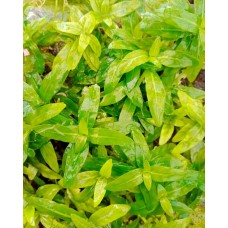 Стауроген Репенс (Стауроген повзучий)